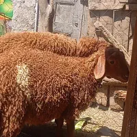بره قربانی