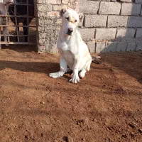 کوچوک15ملیون|سگ|میان جلگه, |دیوار