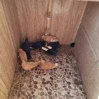 کبوتر