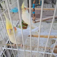 عروس هلندی لوتینو مولد دو جفت با دو جوجه|پرنده|قرق, |دیوار