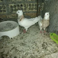 کبوتر فروشی