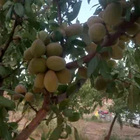 سلام باغ ویلایی نزدیک پل زمانخان|فروش زمین و ملک کلنگی|سامان, |دیوار