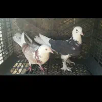 ۱۲ تا کفتر پرشی و ساعت دار|پرنده|آفتاب, |دیوار