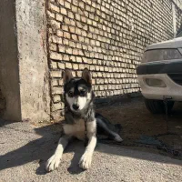 هاسکی خانگی