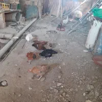 مرغ و خروس و غاز محلی