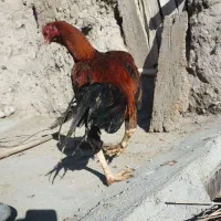 لاری ۸ ماهه