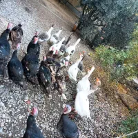 تعدادی بوقلمون و غاز