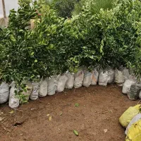 فروش انواع نهال مرکبات و سیاه درخت|خدمات باغبانی و درختکاری|شیراز, شهرک مدرس|دیوار