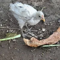 فروش ۸ عدد جوجه رنگی  ریشو چهل تاچ و تک تاچ