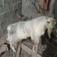 3عدد گوسفند در بستک|حیوانات مزرعه|بستک, |دیوار