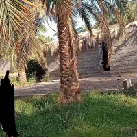 50-دقیقه-آب-23-تا-درخت-ثمری