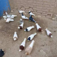 کبوتر طوقی|پرنده|خوشاب, |دیوار