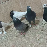 برق کفتر|لامپ و چراغ|بم, |دیوار