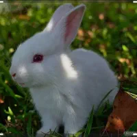 فروش بچه خرگوش چشم قرمز