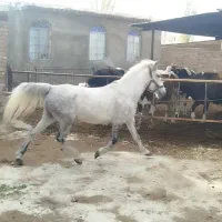 اسب کرد مادیان شکم طلا ۵ساله