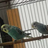 یک جفت مرق عشق نر و ماده.