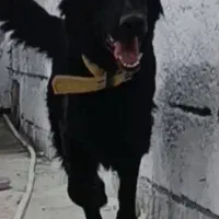سگ ژرمن بلک