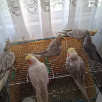 عروس فروشی