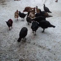 تعداد ۱۰عدد بوقلمون محلی وزن جفتی ۸تا۱۰کیلو