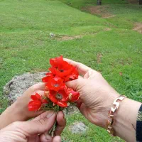 دستبند طلاگم کردم