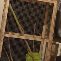 وسایل سنجاب