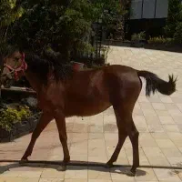 اسب کرد مادیان ۲ساله سالم.