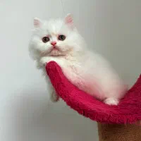 پرشین عروسکی زیبا|گربه|رشت, منظریه|دیوار