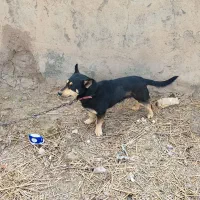 سگ پاکوتاه نر