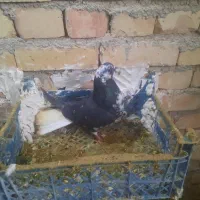 کبوتر|پرنده|ماهنشان, |دیوار