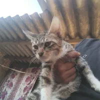 واگذاری گربه