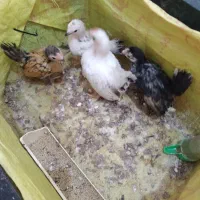 جوجه جاپنیز مینیاتوری