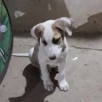 واگذاری سگ|سگ|گوراب زرمیخ, |دیوار