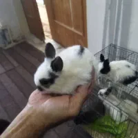 خرگوش مینیاتوری|موش و خرگوش|کرمانشاه, |دیوار