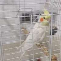 عروس هلندی نر سخنگو