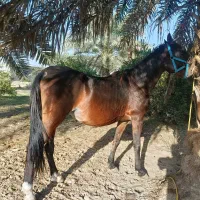 حیوانات|اسب و تجهیزات اسب‌سواری|بندرعباس, |دیوار