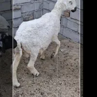 گوسفند مری لطوکو|حیوانات مزرعه|زاهدان, |دیوار