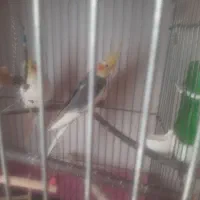 عروس هلندی