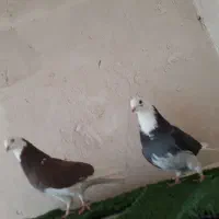 کفتر|پرنده|قم, انصارالحسین|دیوار