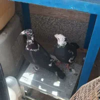 کبوتر بزک
