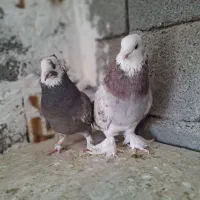 کبوتر کفتر کله ای|پرنده|صباشهر, |دیوار