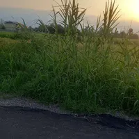 زمین به متراژ ۱۰۰متر به ابعاد ۱۰×۱۰|فروش زمین و ملک کلنگی|رشت, آتشگاه|دیوار