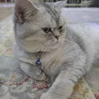 گربه بریتیش