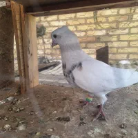 کبوتر طوقی|پرنده|فولادشهر, A1|دیوار