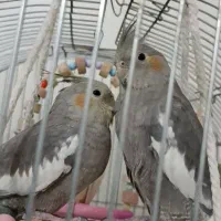 عروس هلندی گمشده کوچه اول برق