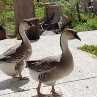 فروش یک جفت قو غاز اکراینی