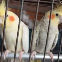 یه جفت عروس هلندی