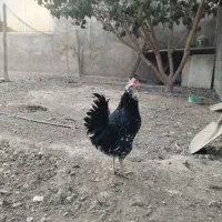 مرغ خروس گلین چهل تاج ریشو