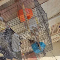 فنچ|پرنده|کرمان, |دیوار