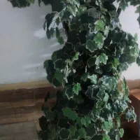 گل مصنوعی|گل مصنوعی|تهران, جی|دیوار