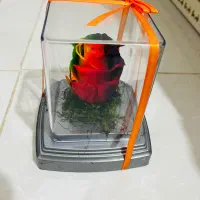 رز جاودان|گل مصنوعی|اردبیل, |دیوار